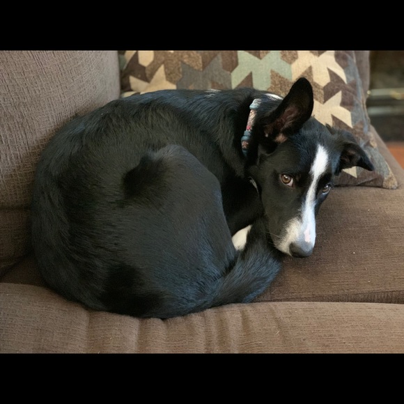 ❗️Fur Warning❗️ - Picture 4 of 6